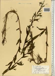 Epilobium, Eastern Europe, Central forest region (E5) (Russia)