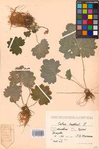 Primula matthioli subsp. matthioli, Eastern Europe, Moscow region (E4a) (Russia)