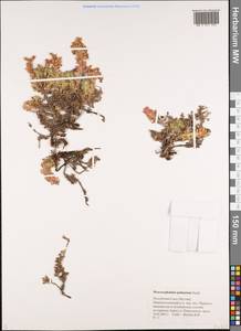 Dracocephalum palmatum Steph. ex Willd., Siberia, Yakutia (S5) (Russia)