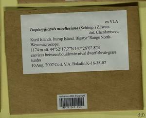 Isopterygiopsis catagonioides (Broth.) Ignatov & Ignatova, Bryophytes, Bryophytes - Russian Far East (excl. Chukotka & Kamchatka) (B20) (Russia)