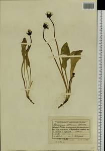 Taraxacum ceratophorum (Ledeb.) DC., Siberia, Altai & Sayany Mountains (S2) (Russia)