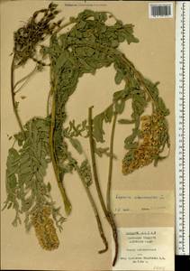 Sophora alopecuroides L., South Asia, South Asia (Asia outside ex-Soviet states and Mongolia) (ASIA) (China)