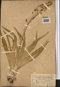 Eremurus lactiflorus O.Fedtsch., Middle Asia, Western Tian Shan & Karatau (M3) (Kazakhstan)