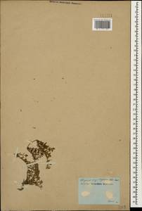 Thymus sipyleus Boiss., Caucasus (no precise locality) (K0)