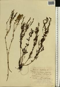Veronica austriaca subsp. dentata (F. W. Schmidt) Watzl, Eastern Europe, Rostov Oblast (E12a) (Russia)