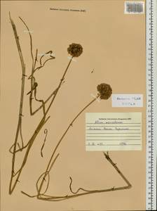 Allium macrostemon Bunge, Siberia, Russian Far East (S6) (Russia)