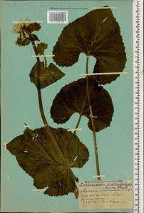 Doronicum macrophyllum Fisch., Caucasus, Armenia (K5) (Armenia)