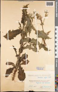 Sonchus asper (L.) Hill, Eastern Europe, North Ukrainian region (E11) (Ukraine)