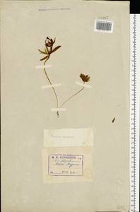 Ranunculus auricomus L., Eastern Europe, Northern region (E1) (Russia)