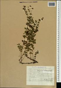 Dorycnium pentaphyllum subsp. herbaceum (Vill.)Rouy, Crimea (KRYM) (Russia)