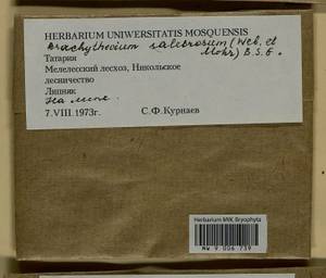 Brachythecium salebrosum (Hoffm. ex F. Weber & D. Mohr) Schimp., Bryophytes, Bryophytes - Middle Volga (B9) (Russia)