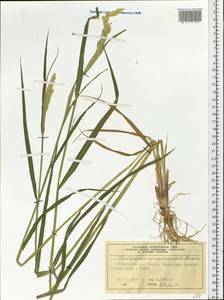 Phalaris arundinacea L., Siberia, Central Siberia (S3) (Russia)