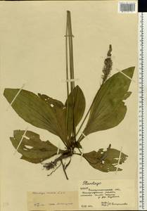 Plantago media L., Eastern Europe, West Ukrainian region (E13) (Ukraine)