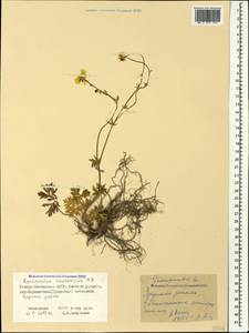 Ranunculus caucasicus M. Bieb., Caucasus, North Ossetia, Ingushetia & Chechnya (K1c) (Russia)