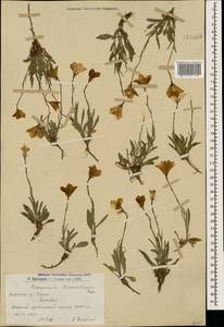 Campanula stevenii subsp. beauverdiana (Fomin) Rech.fil. & Schiman-Czeika, Caucasus, Armenia (K5) (Armenia)