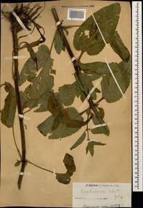 Scrophularia umbrosa Dumort., Caucasus, Armenia (K5) (Armenia)