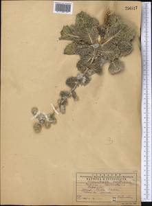 Cousinia pseudaffinis Kult., Middle Asia, Western Tian Shan & Karatau (M3) (Kazakhstan)