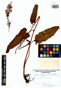 Rumex aquaticus L., Siberia, Baikal & Transbaikal region (S4) (Russia)