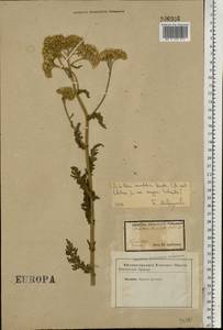 Achillea inundata Kondr., Eastern Europe, Central forest-and-steppe region (E6) (Russia)