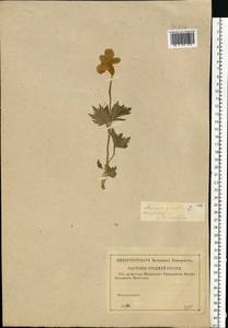 Anemone sylvestris, Eastern Europe, Central region (E4) (Russia)