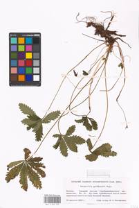 Potentilla thuringiaca Bernh. ex Link, Eastern Europe, Moscow region (E4a) (Russia)