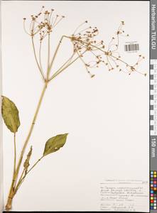 Alisma plantago-aquatica L., Eastern Europe, Central region (E4) (Russia)