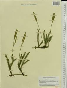 Lycopodium clavatum L., Eastern Europe, Central region (E4) (Russia)