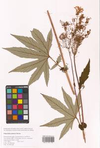 Filipendula digitata (Willd.) Bergmans, Siberia, Russian Far East (S6) (Russia)