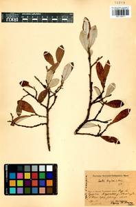 Salix krylovii E. Wolf, Siberia, Baikal & Transbaikal region (S4) (Russia)