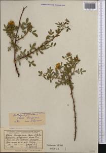 Rosa ×kopetdaghensis Meff., Middle Asia, Kopet Dag, Badkhyz, Small & Great Balkhan (M1) (Turkmenistan)