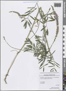 Onobrychis viciifolia Scop., Eastern Europe, Eastern region (E10) (Russia)