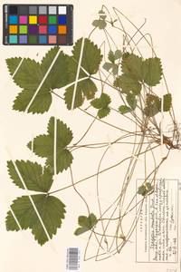 Fragaria moschata Duchesne, Eastern Europe, Moscow region (E4a) (Russia)