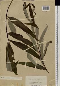Salix viminalis L., Siberia, Baikal & Transbaikal region (S4) (Russia)