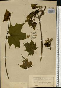 Acer platanoides L., Eastern Europe, Moscow region (E4a) (Russia)