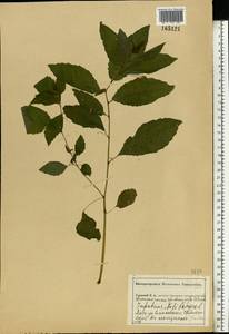 Impatiens noli-tangere L., Eastern Europe, Central forest-and-steppe region (E6) (Russia)