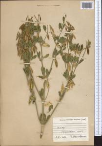 Zygophyllum fabago L., Middle Asia, Caspian Ustyurt & Northern Aralia (M8) (Kazakhstan)