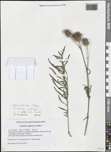 Centaurea adpressa Ledeb., Eastern Europe, Eastern region (E10) (Russia)