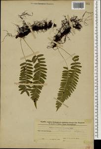 Polypodium vulgare L., Caucasus, Azerbaijan (K6) (Azerbaijan)