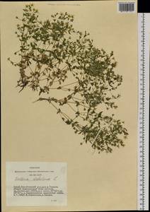 Mesostemma dichotomum (L.) Arabi, Rabeler & Zarre, Siberia, Altai & Sayany Mountains (S2) (Russia)