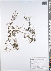 Ranunculus trichophyllus Chaix, Siberia, Central Siberia (S3) (Russia)