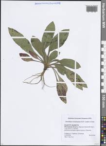 Oenothera × ersteinensis H.P.Linder & R.Jean, Eastern Europe, Moscow region (E4a) (Russia)