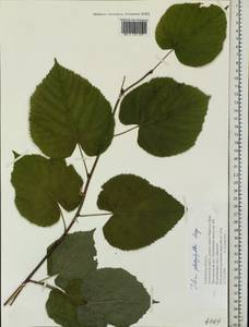 Tilia platyphyllos Scop., Eastern Europe, Central forest-and-steppe region (E6) (Russia)