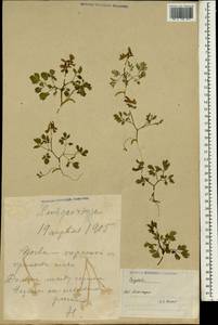 Corydalis fumariifolia Maxim., South Asia, South Asia (Asia outside ex-Soviet states and Mongolia) (ASIA) (China)