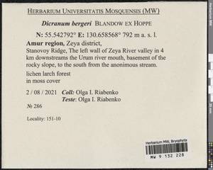 Dicranum undulatum Schrad. ex Brid., Bryophytes, Bryophytes - Russian Far East (excl. Chukotka & Kamchatka) (B20) (Russia)