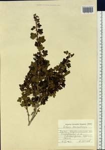 Ribes aciculare Sm., Siberia, Western (Kazakhstan) Altai Mountains (S2a) (Kazakhstan)