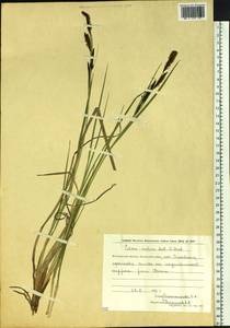 Carex cespitosa var. cespitosa, Siberia, Chukotka & Kamchatka (S7) (Russia)