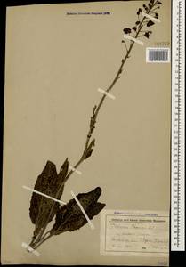 Verbascum phoeniceum L., Caucasus, Stavropol Krai, Karachay-Cherkessia & Kabardino-Balkaria (K1b) (Russia)