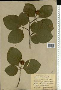 Fagus sylvatica L., Eastern Europe, South Ukrainian region (E12) (Ukraine)