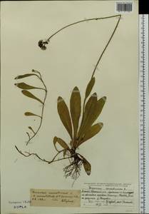 Pilosella aurantiaca subsp. aurantiaca, Siberia, Altai & Sayany Mountains (S2) (Russia)