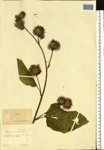 Arctium nemorosum Lej., Eastern Europe, Central forest-and-steppe region (E6) (Russia)